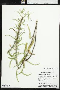 Salvia azurea var. grandiflora image