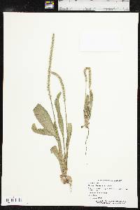 Plantago rhodosperma image