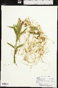 Cuscuta pentagona image