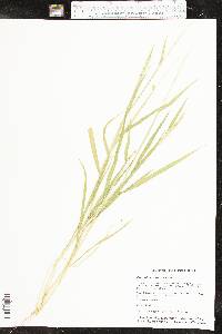 Eriochloa contracta image