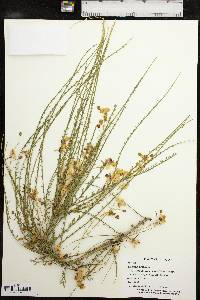 Parkinsonia aculeata image