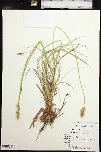 Carex gravida image