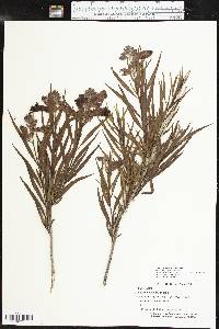 Chilopsis linearis image