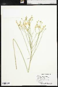 Linum rigidum image