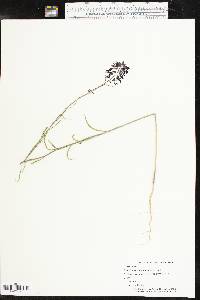 Streptanthus hyacinthoides image