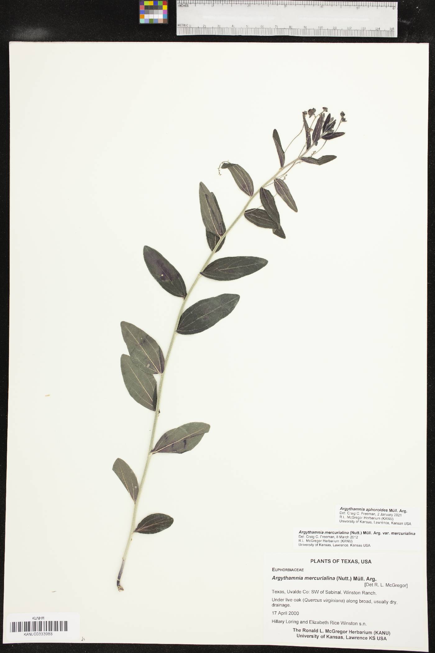Argythamnia aphoroides image