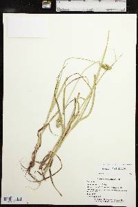 Carex gravida image