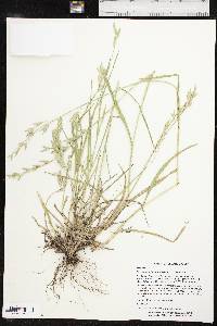 Bromus catharticus image