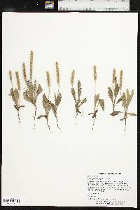 Plantago rhodosperma image