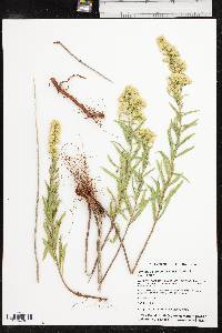 Solidago altiplanities image