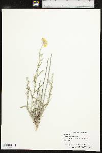 Psilostrophe gnaphalodes image