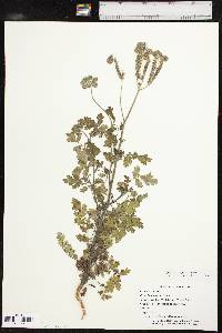 Phacelia congesta image