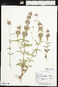 Monarda clinopodioides image