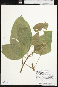 Phytolacca americana var. americana image