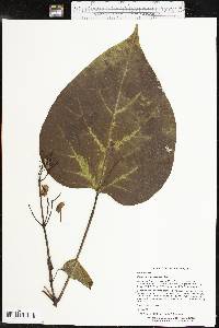 Catalpa speciosa image