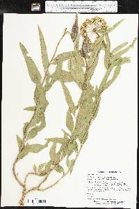 Asclepias asperula image