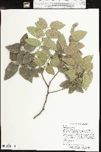 Celtis reticulata image