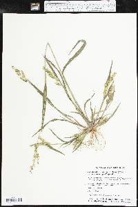 Echinochloa muricata var. microstachya image