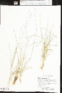 Eragrostis sessilispica image