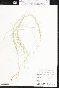 Muhlenbergia asperifolia image