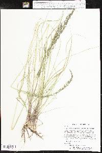 Eragrostis curvula image