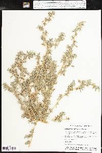 Amaranthus blitoides image