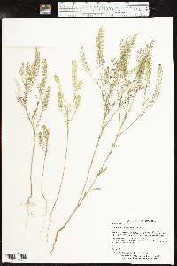 Lepidium densiflorum image