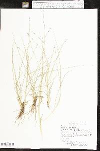 Eragrostis sessilispica image