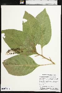 Phytolacca americana var. americana image