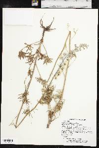 Delphinium carolinianum subsp. virescens image