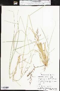 Tridens flavus var. flavus image