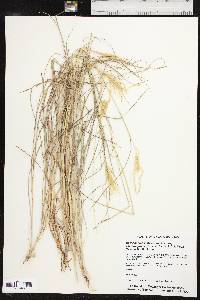 Bothriochloa ischaemum image