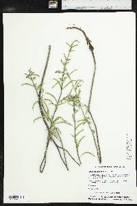 Salvia azurea image