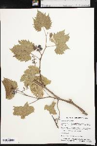 Vitis acerifolia image