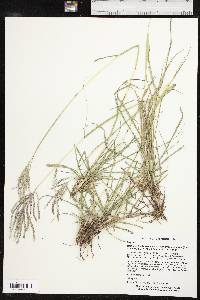 Bothriochloa ischaemum image