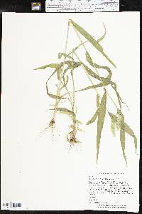 Setaria viridis var. viridis image