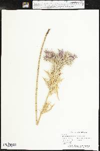 Eryngium leavenworthii image