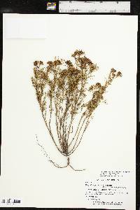 Stenaria nigricans image