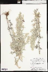 Artemisia ludoviciana var. ludoviciana image