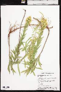 Solidago altiplanities image