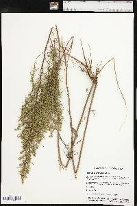 Artemisia dracunculus image