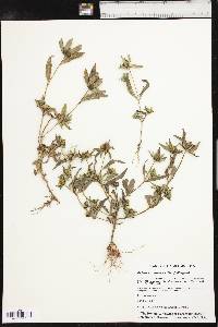 Bidens tripartita image