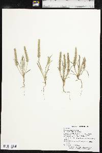 Plantago patagonica image