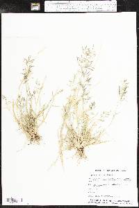 Eragrostis barrelieri image