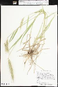 Elymus canadensis var. canadensis image