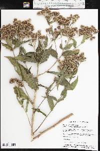 Vernonia baldwinii subsp. interior image