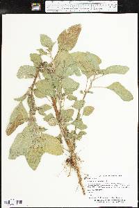 Amaranthus retroflexus image