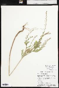 Oenothera curtiflora image