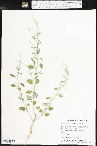 Chenopodium standleyanum image