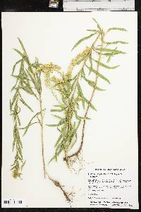 Solidago altiplanities image